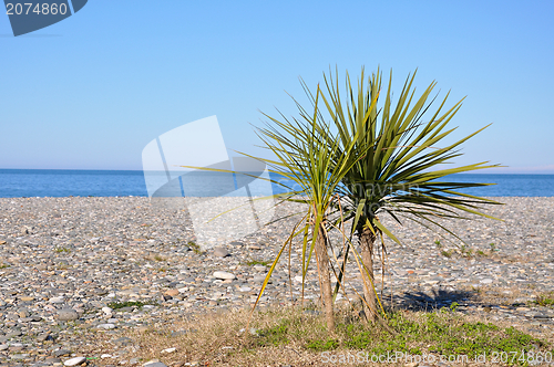 Image of palm tree on a beach against the sea