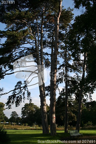 Image of Giant trees