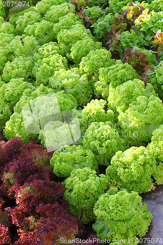 Image of Lettuce