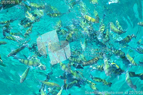 Image of Fish in the sea