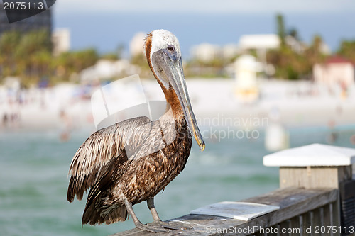 Image of Clearwater Beach Florida Pelican