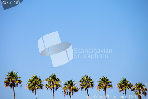 Image of Tropical Palm Trees Row