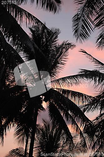 Image of Sunset and palm trees
