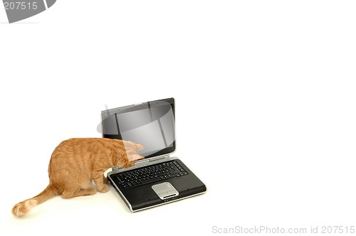 Image of Cat lokking at the keyboard