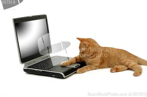 Image of Strange mouse