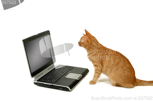 Image of Cat sitting lokking at laptop
