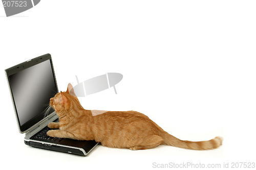 Image of Cat and laptop