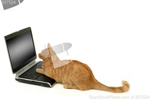Image of Cat lokking at scrren
