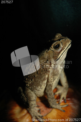 Image of frog, animal, small, toad, wildlife, cute, feet, sticky,  close-