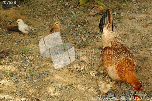 Image of Chicken family