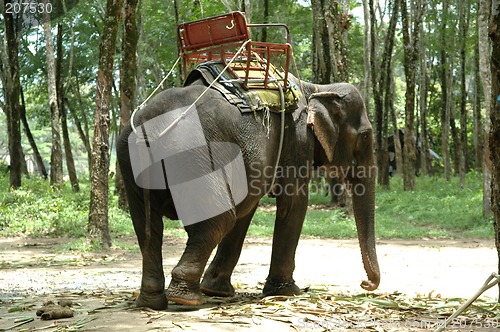 Image of Elephant