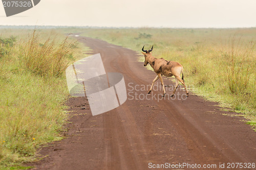 Image of An impala crossing a dirt road
