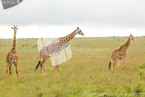 Image of Giraffe family in Kenya