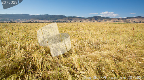 Image of Wheat field