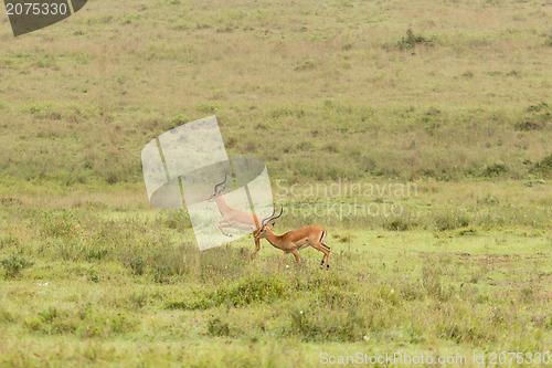 Image of Two impalas running in the wild