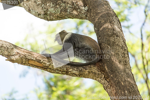 Image of Monkey on a tree