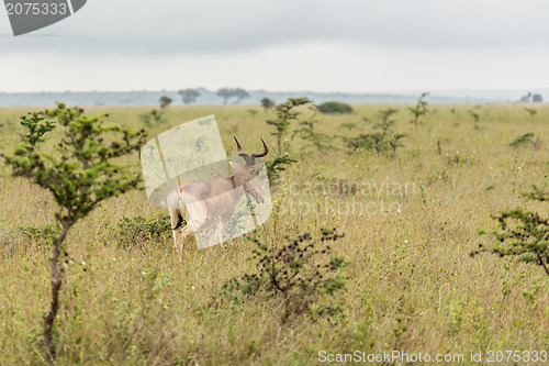 Image of An impala in the wild