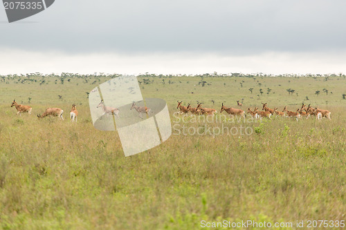 Image of A group of impalas in the wild