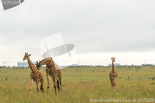 Image of Giraffe family in Kenya