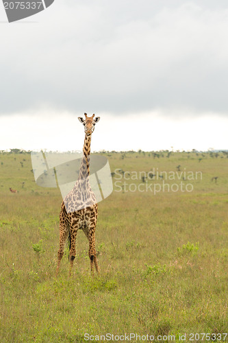 Image of A giraffe at the Nairobi National Park