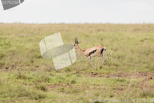 Image of An impala running in the wild