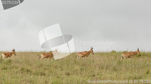 Image of A group of impalas in the wild