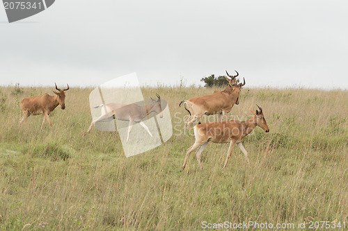 Image of A group of impalas in the wild