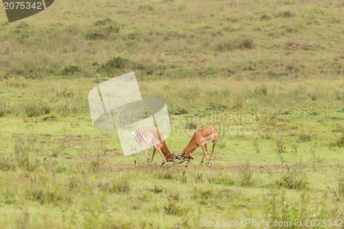 Image of Two male impalas fighting