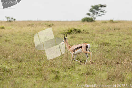 Image of An impala running in the wild