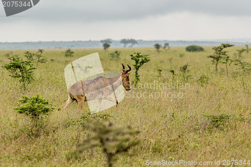 Image of An impala in the wild