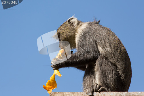 Image of Small monkey eating a mango