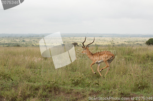 Image of An impala running in the wild