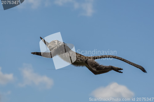 Image of Monkey leaping in the air