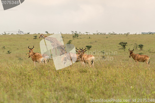Image of A giraffe grazing with impalas