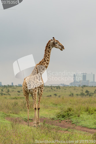 Image of A giraffe at the Nairobi National Park