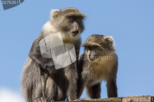 Image of Two small monkey on the roof