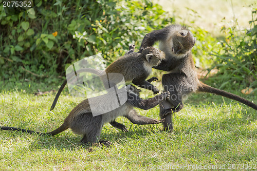 Image of Monkeys fighting