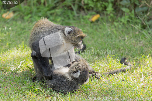 Image of Monkeys fighting