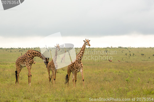 Image of Giraffe family in Kenya
