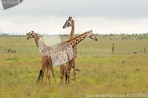 Image of Giraffe family in Kenya