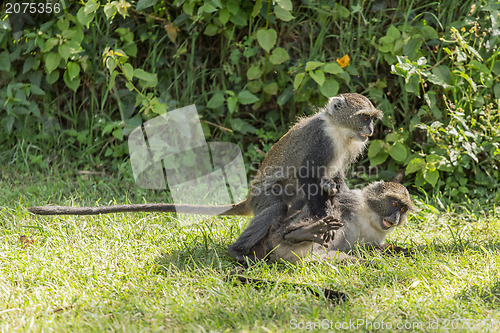 Image of Monkeys fighting