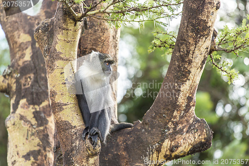 Image of Monkey on a tree