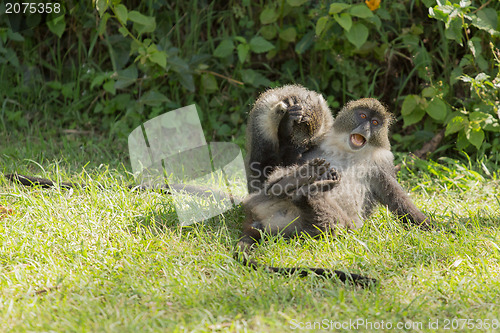 Image of Monkeys fighting