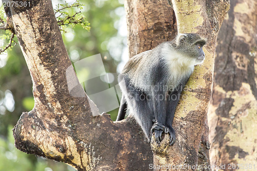 Image of Monkey on a tree