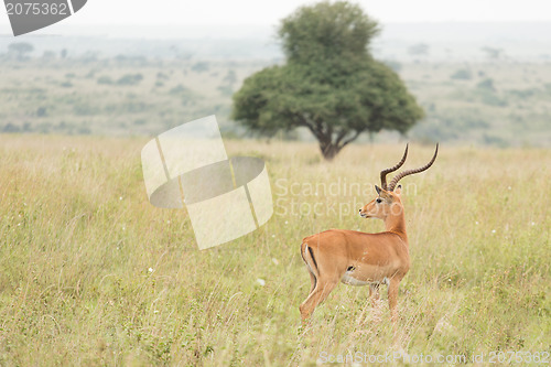 Image of An impala in the wild