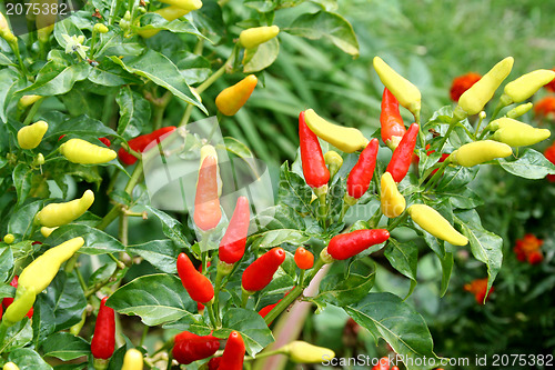 Image of Fresh Chillies