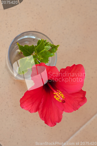 Image of Red hibiscus