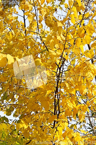 Image of Autumn tree 