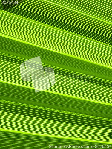 Image of Tropical palm leaf texture