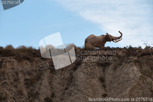 Image of Elephant on sky background